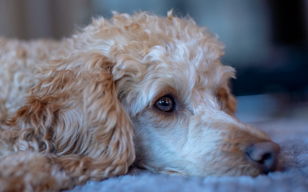 Hey Utah, Here’s Why Your Dog Keeps Soiling the Carpet and What to Do