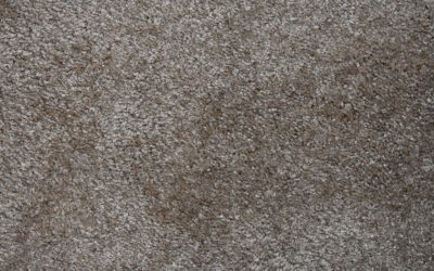 Top 5 Facts to Know About Carpet Cleaning for Mold Removal