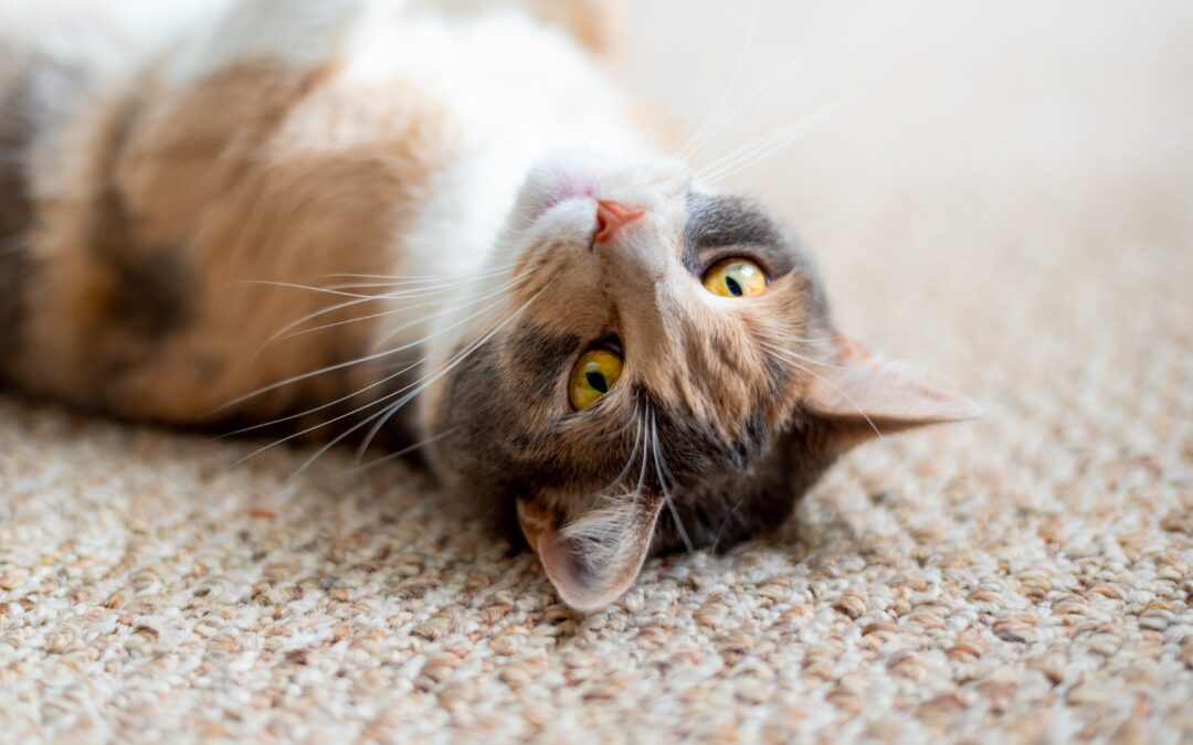 Keeping Your Carpets Clean When You Have Pets